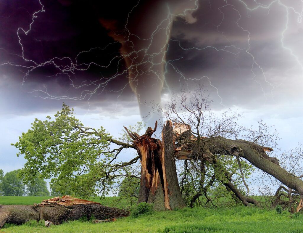tornado taking down an old oak tree